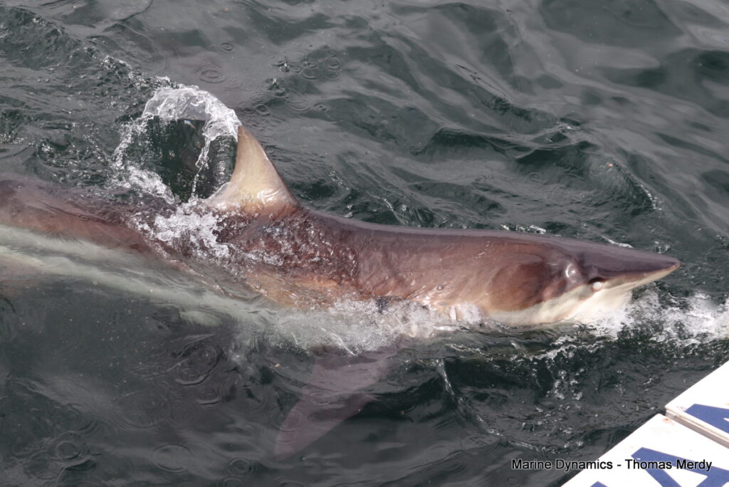 Shark cage diving, Gansbaai, South Africa
