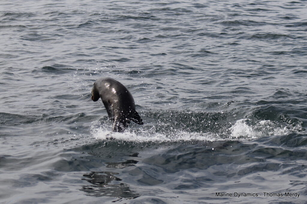 Shark cage diving, Gansbaai, South Africa