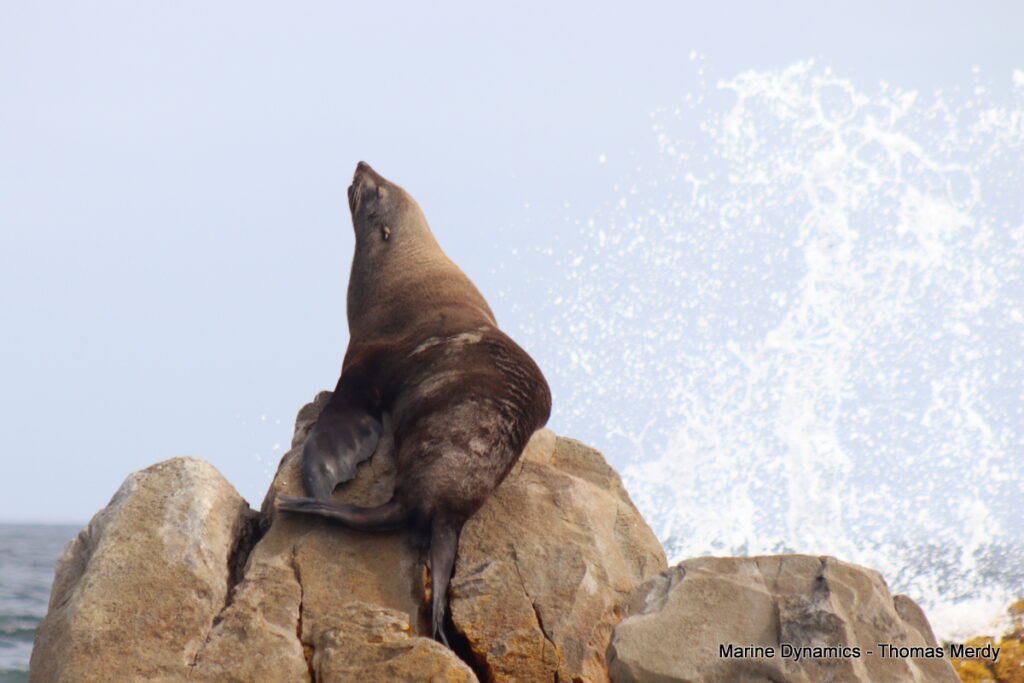 Shark cage diving, Gansbaai, South Africa