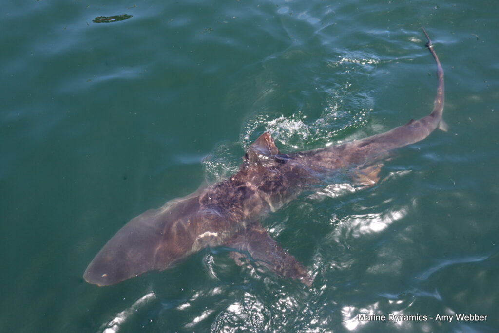 Shark cage diving, Gansbaai, South Africa