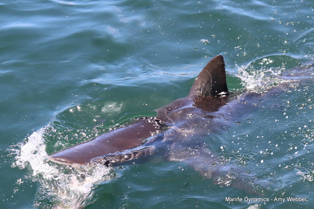 Shark cage diving, Gansbaai, South Africa