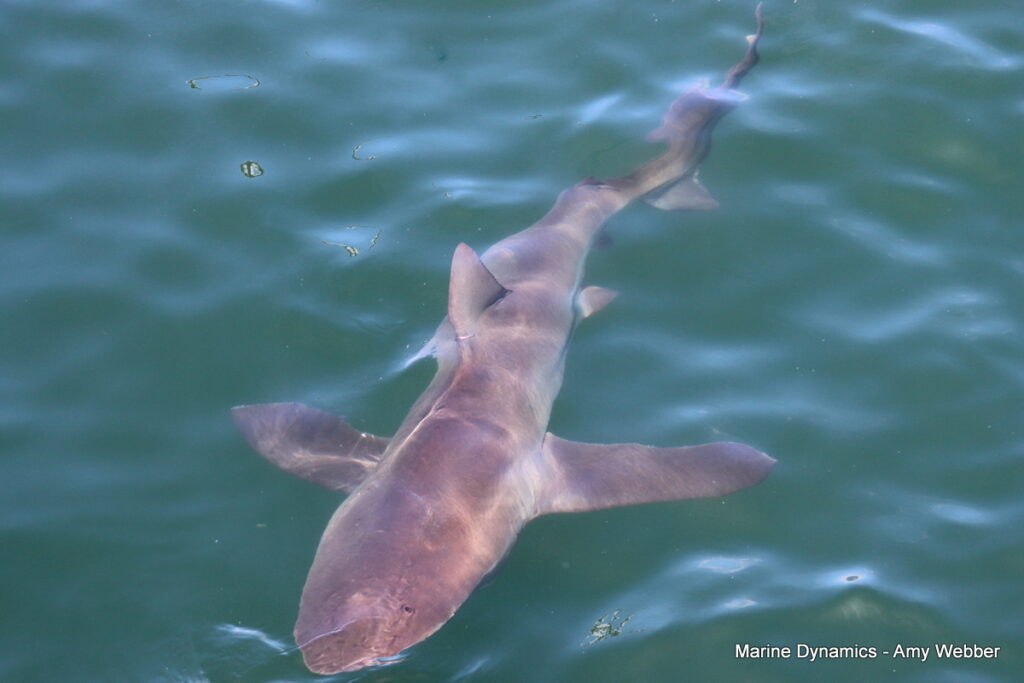 Shark cage diving, Gansbaai, South Africa