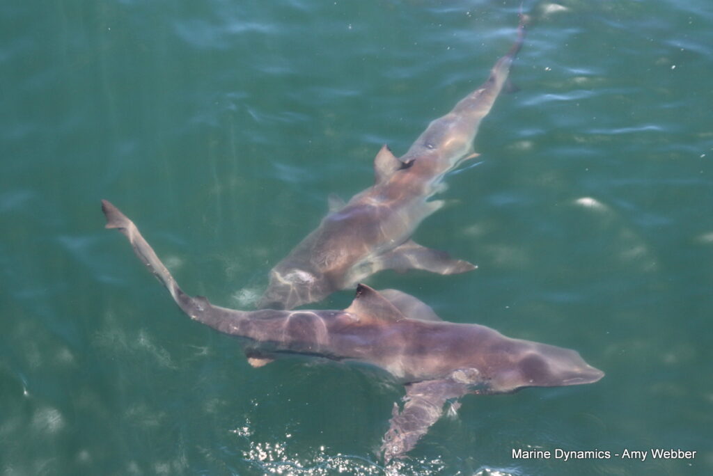 Shark cage diving, Gansbaai, South Africa