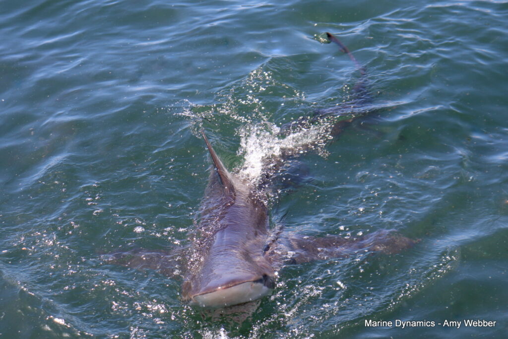 Shark cage diving, Gansbaai, South Africa