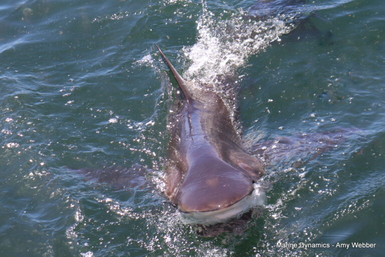 Shark cage diving, Gansbaai, South Africa