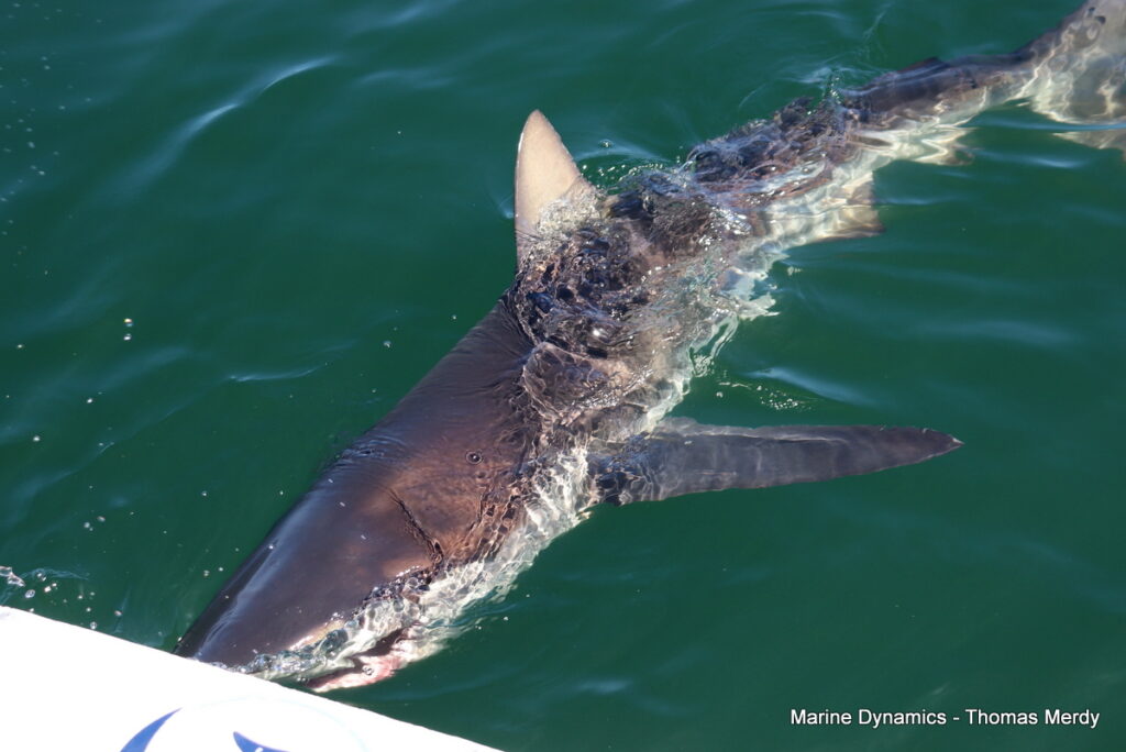Shark cage diving, South Africa, Gansbaai
