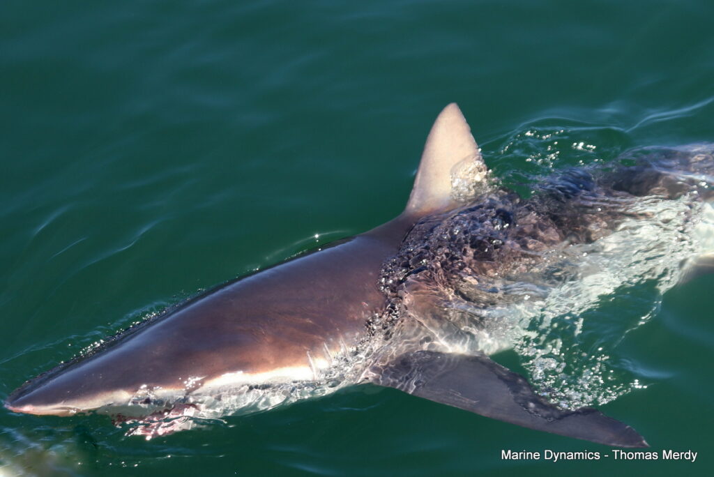 Shark cage diving, South Africa, Gansbaai