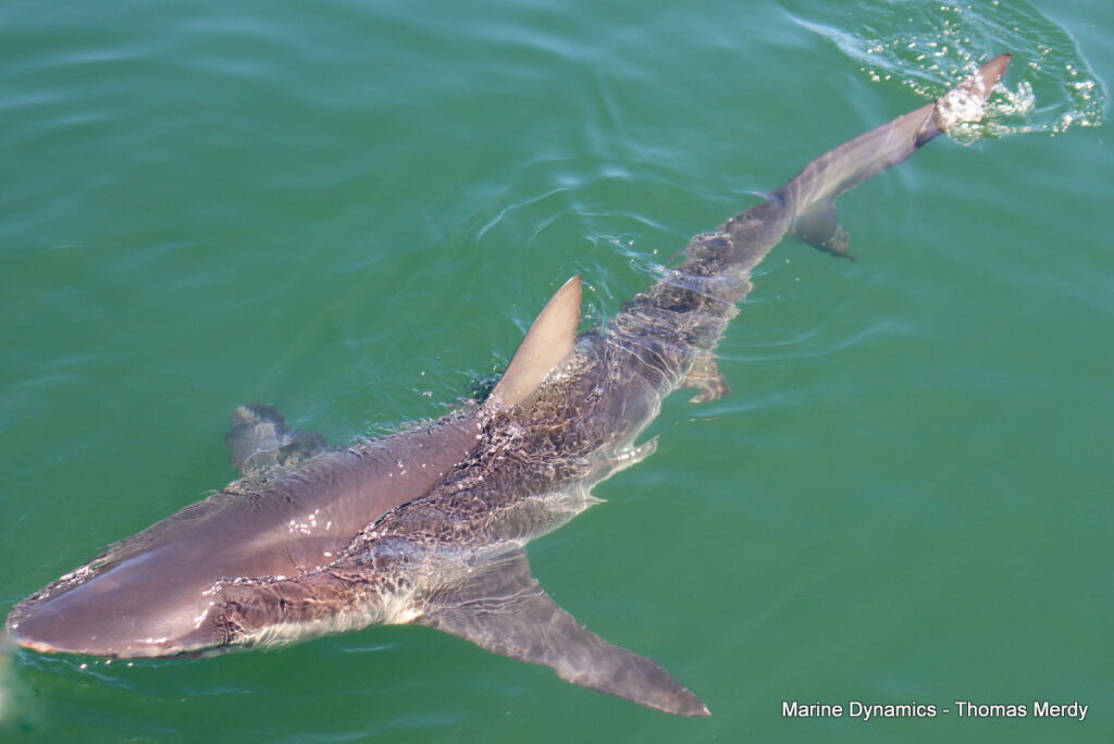 Shark cage diving, South Africa, Gansbaai