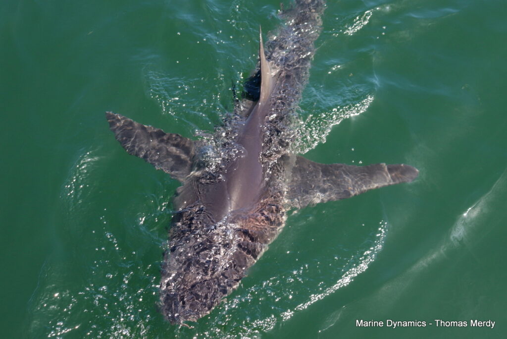 Shark cage diving, South Africa, Gansbaai