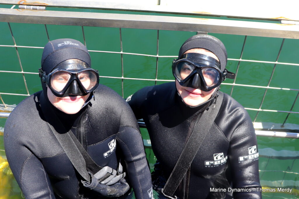 Shark cage diving, South Africa, Gansbaai