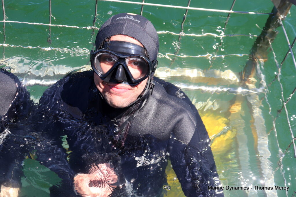 Shark cage diving, South Africa, Gansbaai