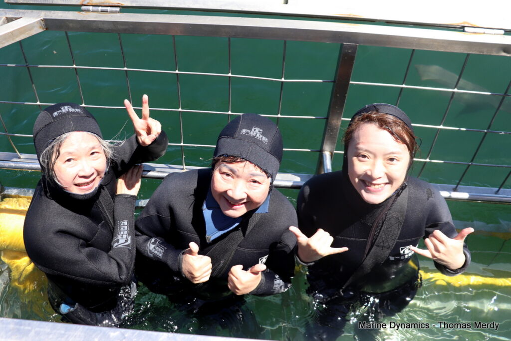Shark cage diving, South Africa, Gansbaai