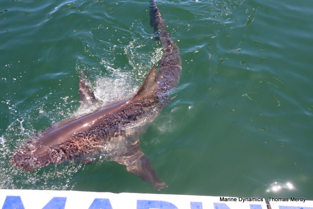 Shark cage diving, South Africa, Gansbaai