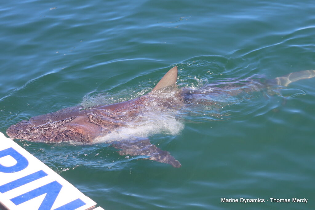 Shark cage diving, South Africa, Gansbaai