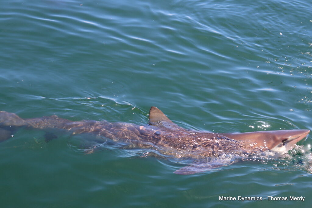 Shark cage diving, South Africa, Gansbaai