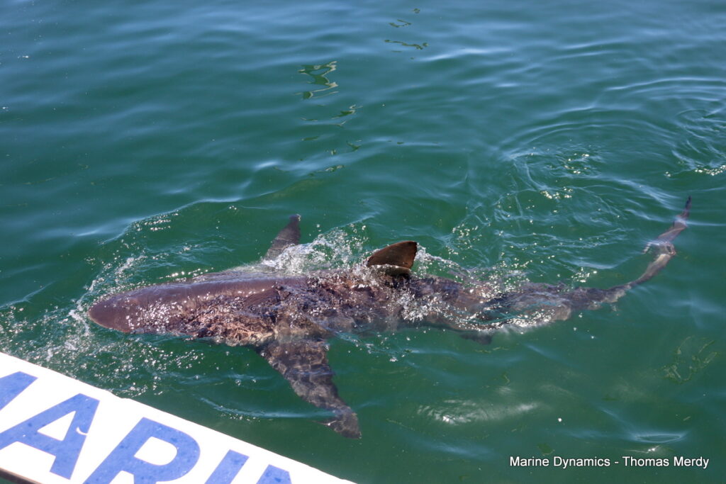 Shark cage diving, South Africa, Gansbaai