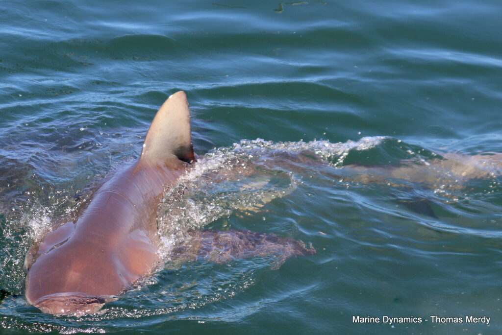 Shark cage diving, South Africa, Gansbaai