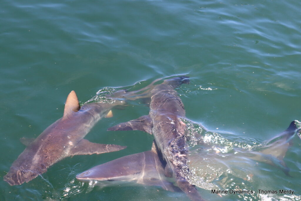 Shark cage diving, South Africa, Gansbaai