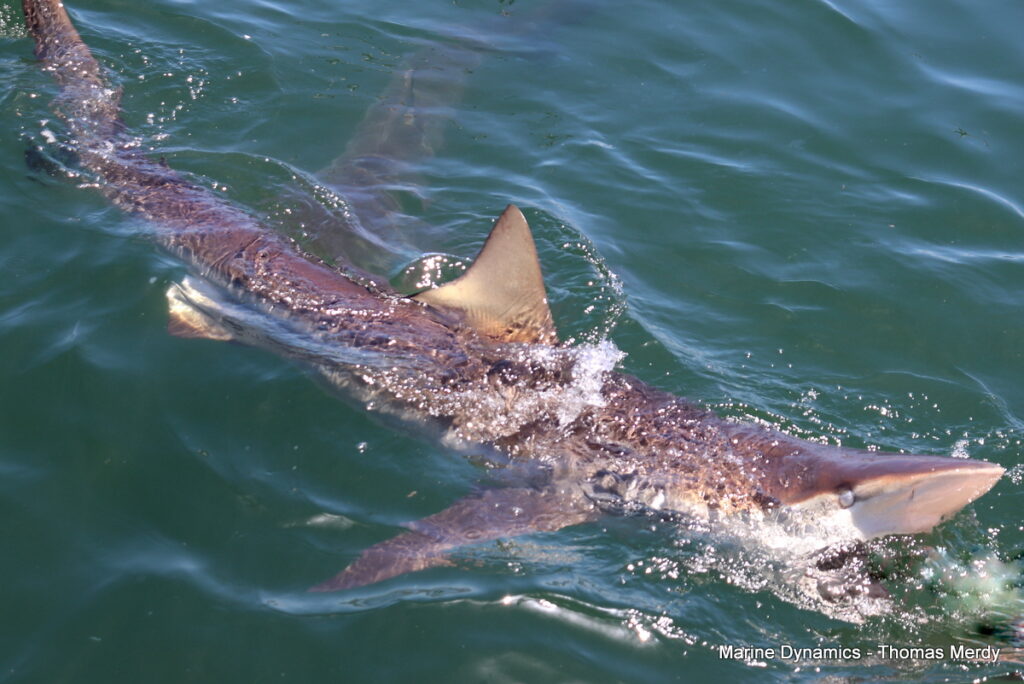 Shark cage diving, South Africa, Gansbaai