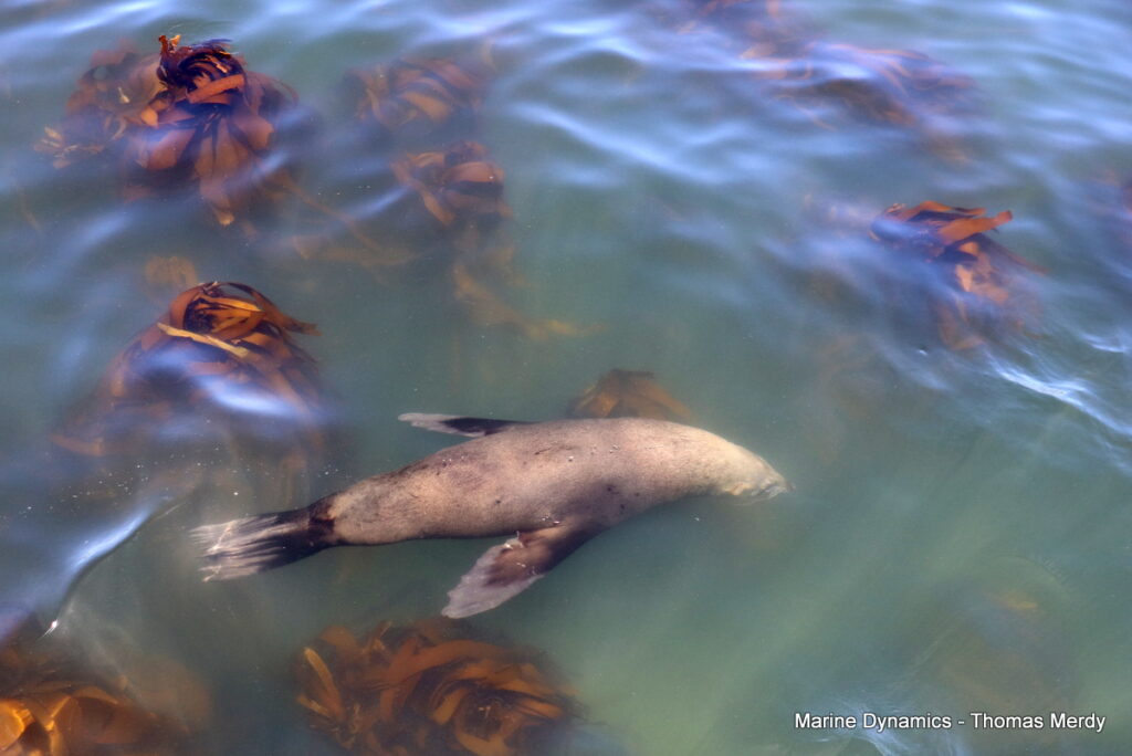Shark cage diving, South Africa, Gansbaai