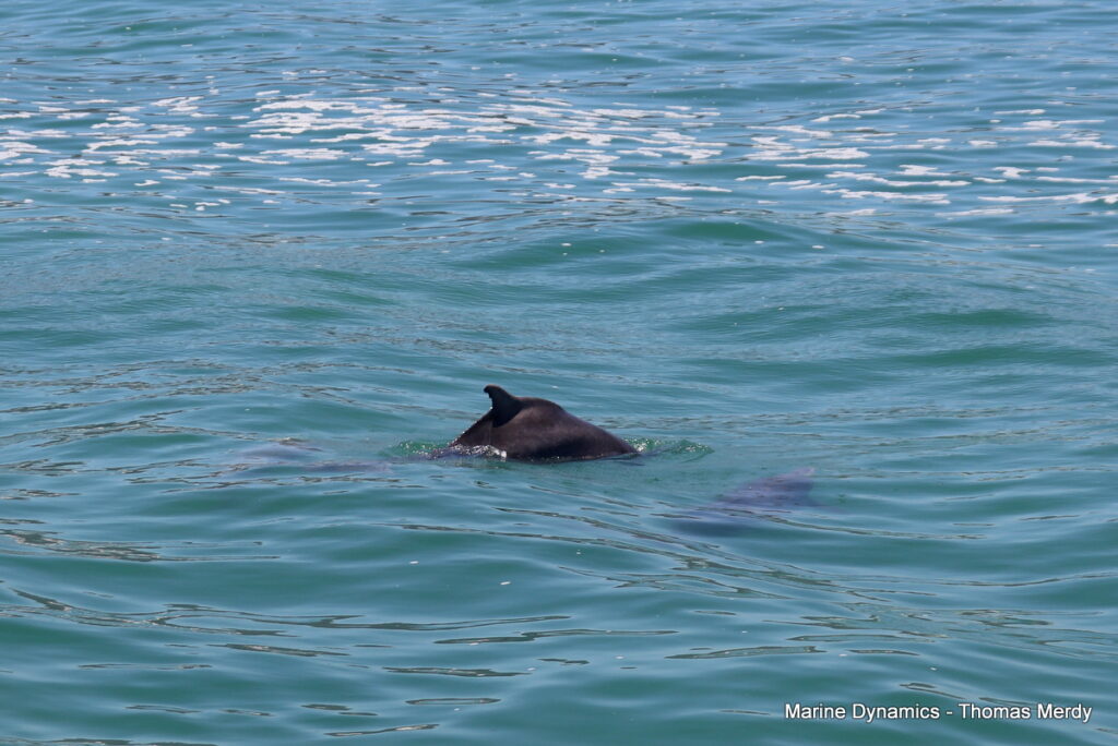 Shark cage diving, South Africa, Gansbaai