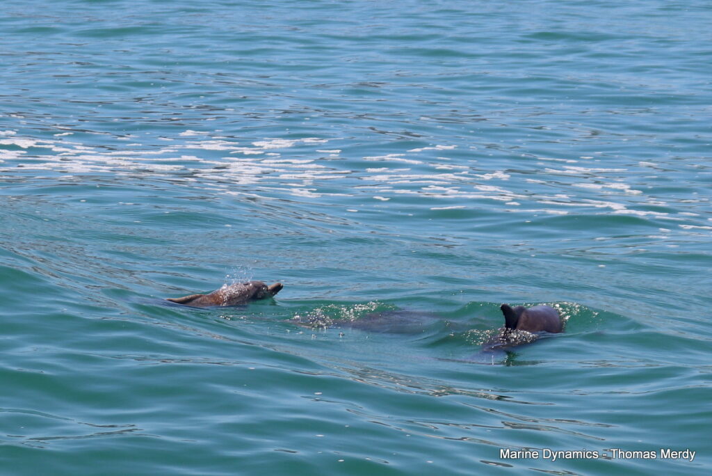 Shark cage diving, South Africa, Gansbaai