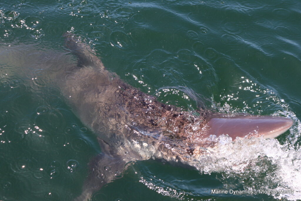 Shark cage diving, South Africa, Gansbaai