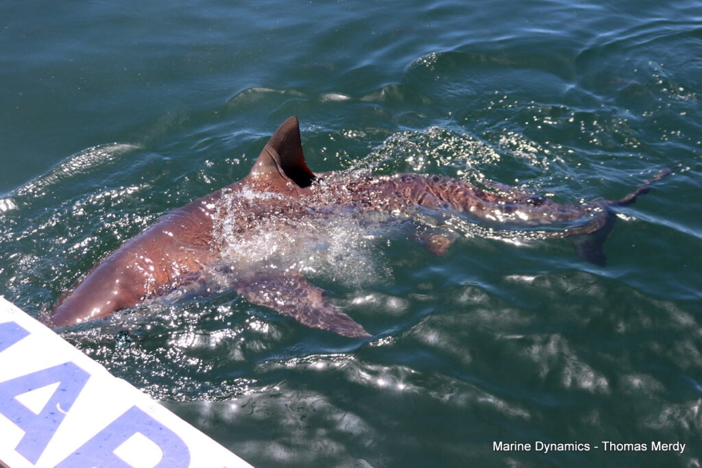 Shark cage diving, South Africa, Gansbaai