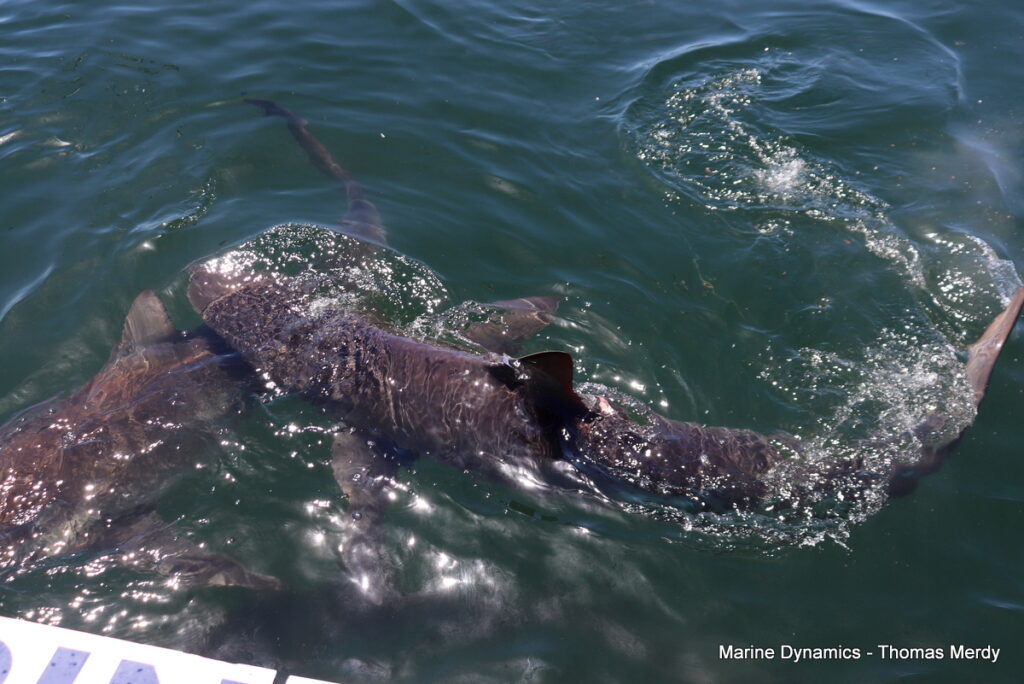 Shark cage diving, South Africa, Gansbaai
