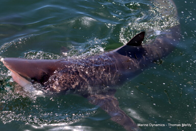 Shark cage diving, South Africa, Gansbaai