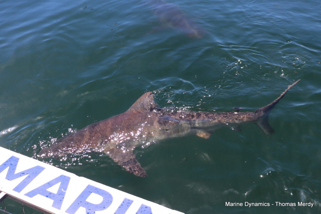 Shark cage diving, South Africa, Gansbaai
