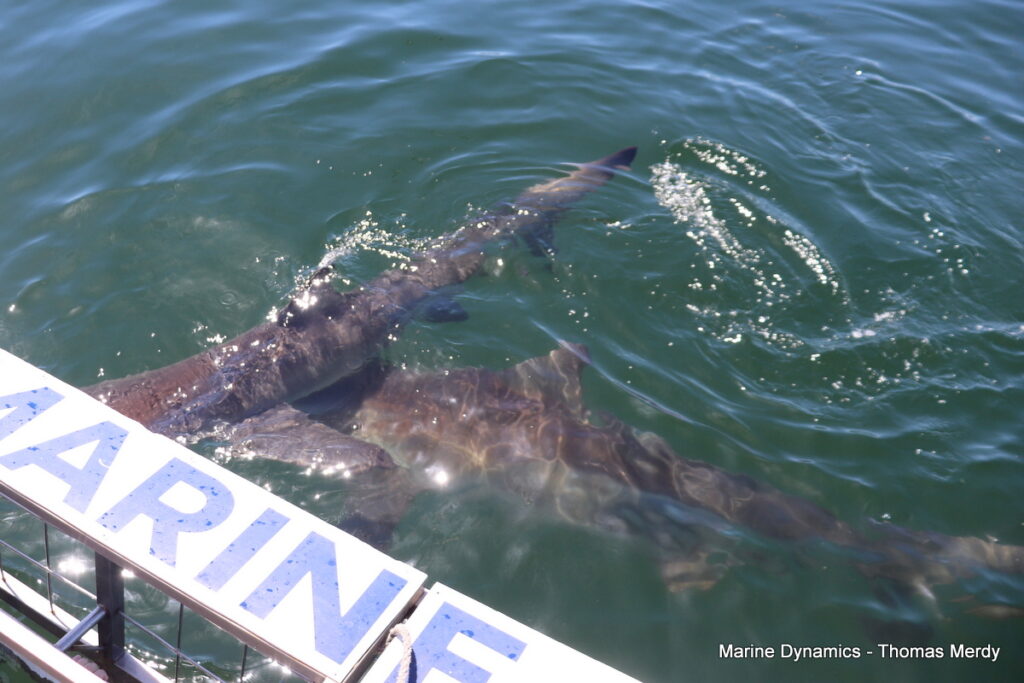 Shark cage diving, South Africa, Gansbaai