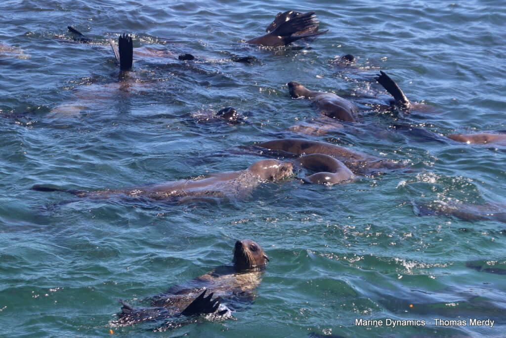 Shark cage diving, South Africa, Gansbaai