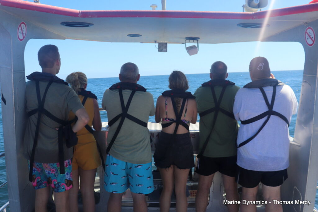 Shark cage diving, South Africa, Gansbaai