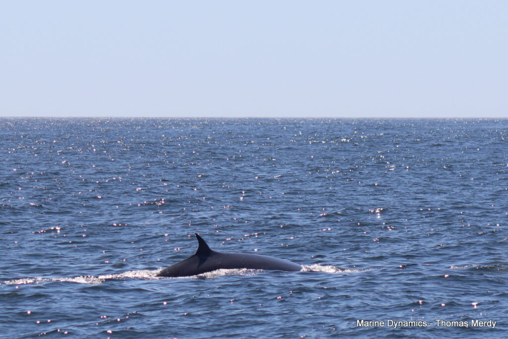 Shark cage diving, South Africa, Gansbaai