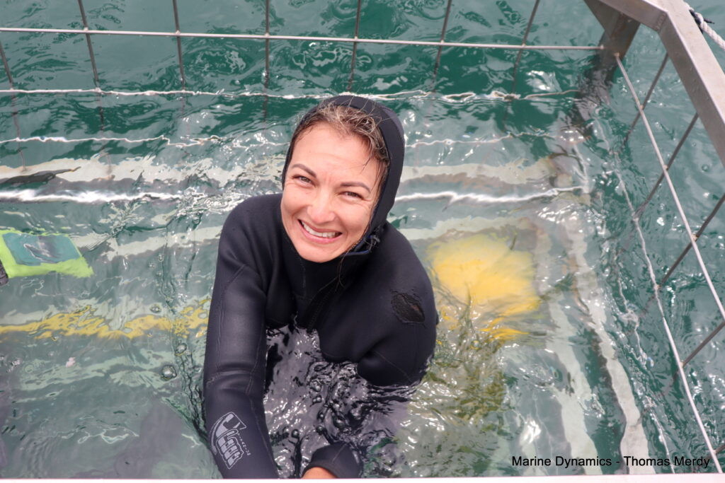 Shark cage diving, South Africa, Gansbaai
