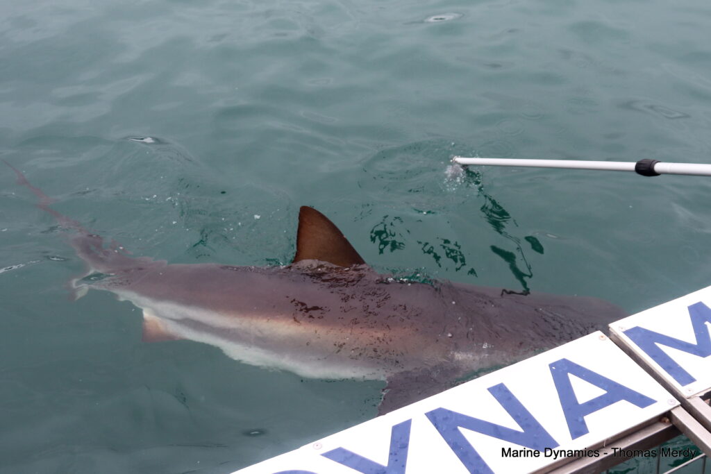 Shark cage diving, South Africa, Gansbaai
