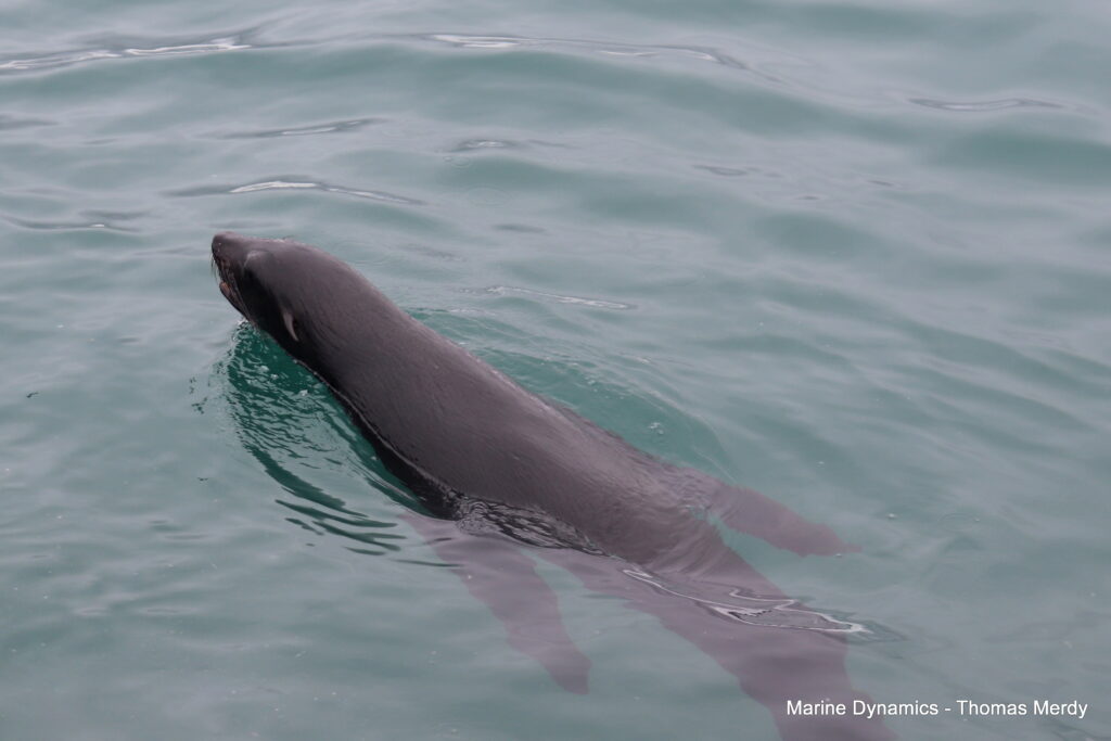 Shark cage diving, South Africa, Gansbaai