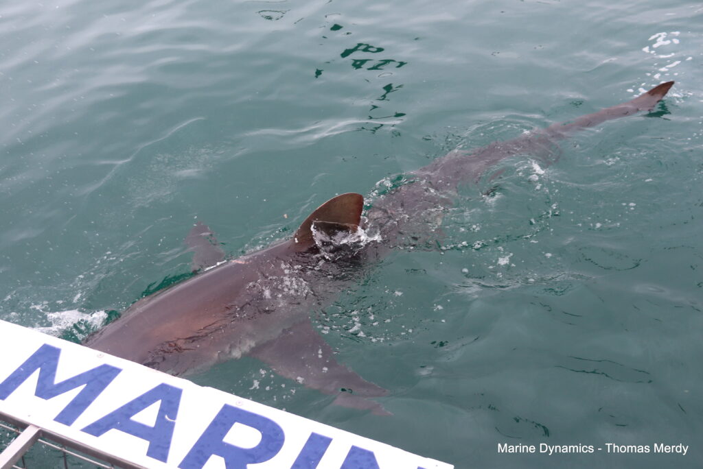 Shark cage diving, South Africa, Gansbaai