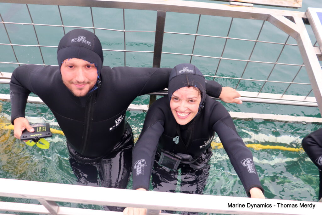 Shark cage diving, South Africa, Gansbaai