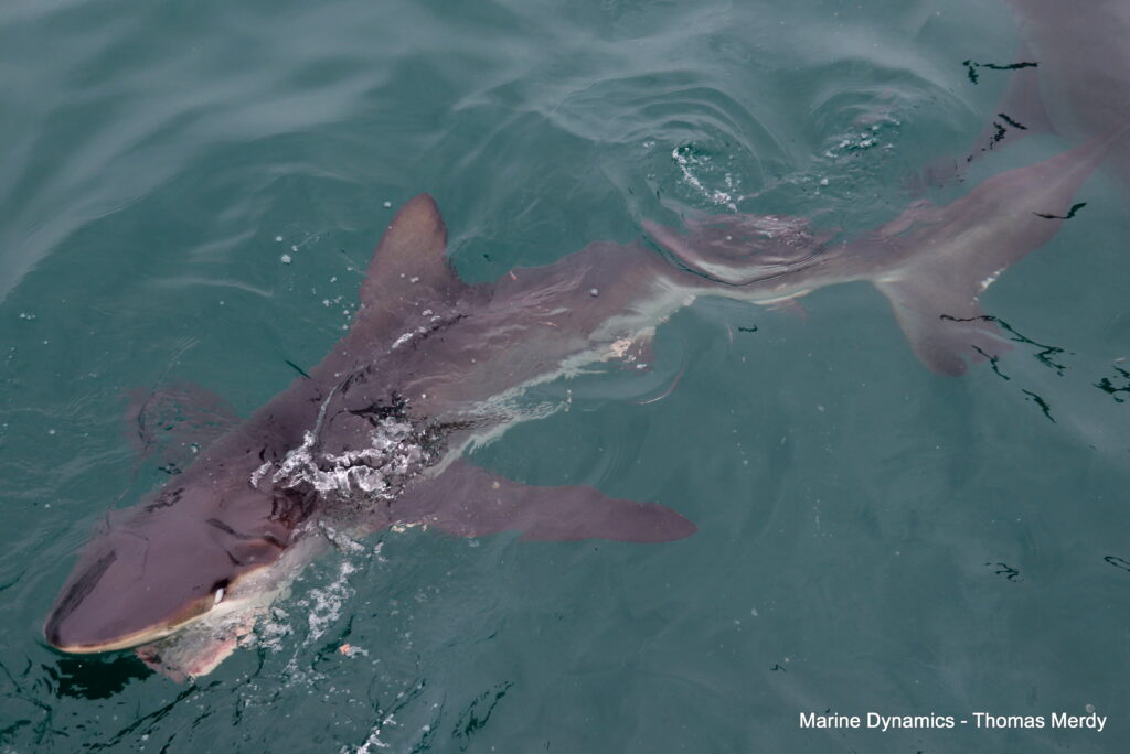 Shark cage diving, South Africa, Gansbaai