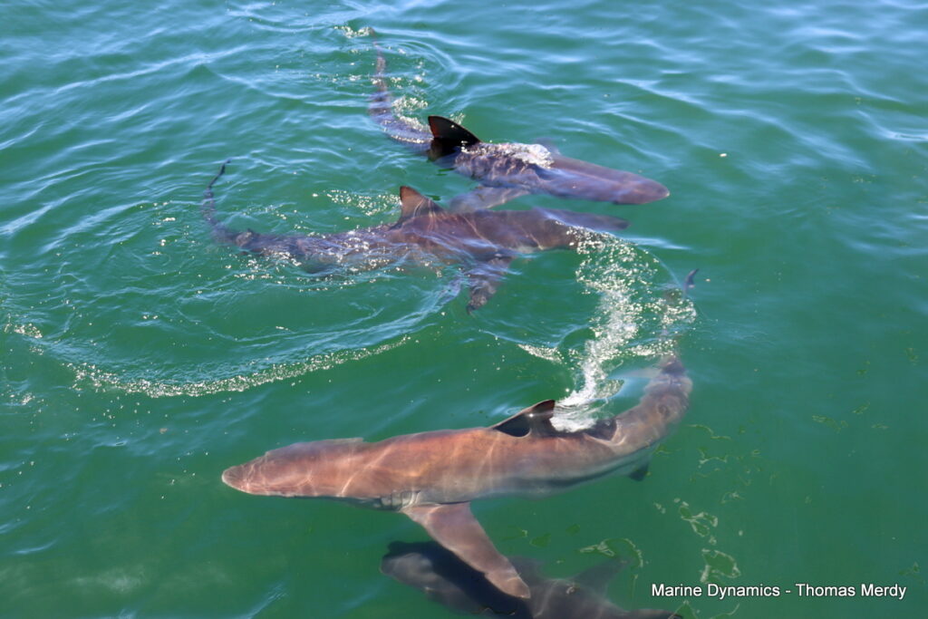 Shark cage diving, South Africa, Gansbaai