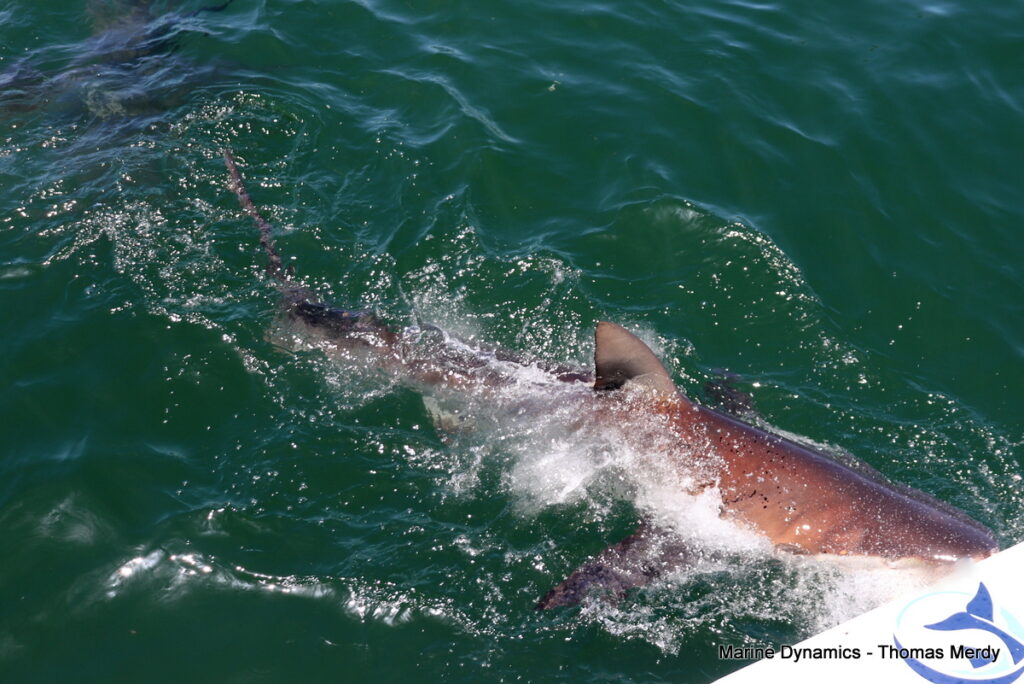 Shark cage diving, South Africa, Gansbaai