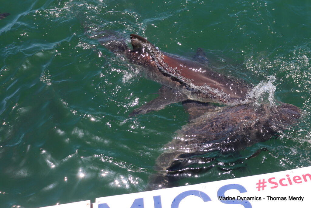 Shark cage diving, South Africa, Gansbaai