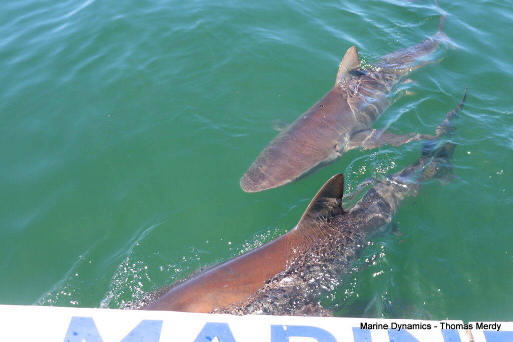 Shark cage diving, South Africa, Gansbaai