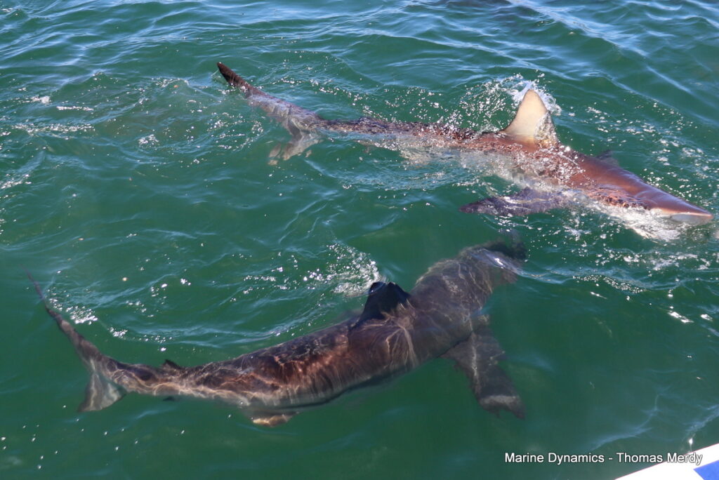 Shark cage diving, South Africa, Gansbaai