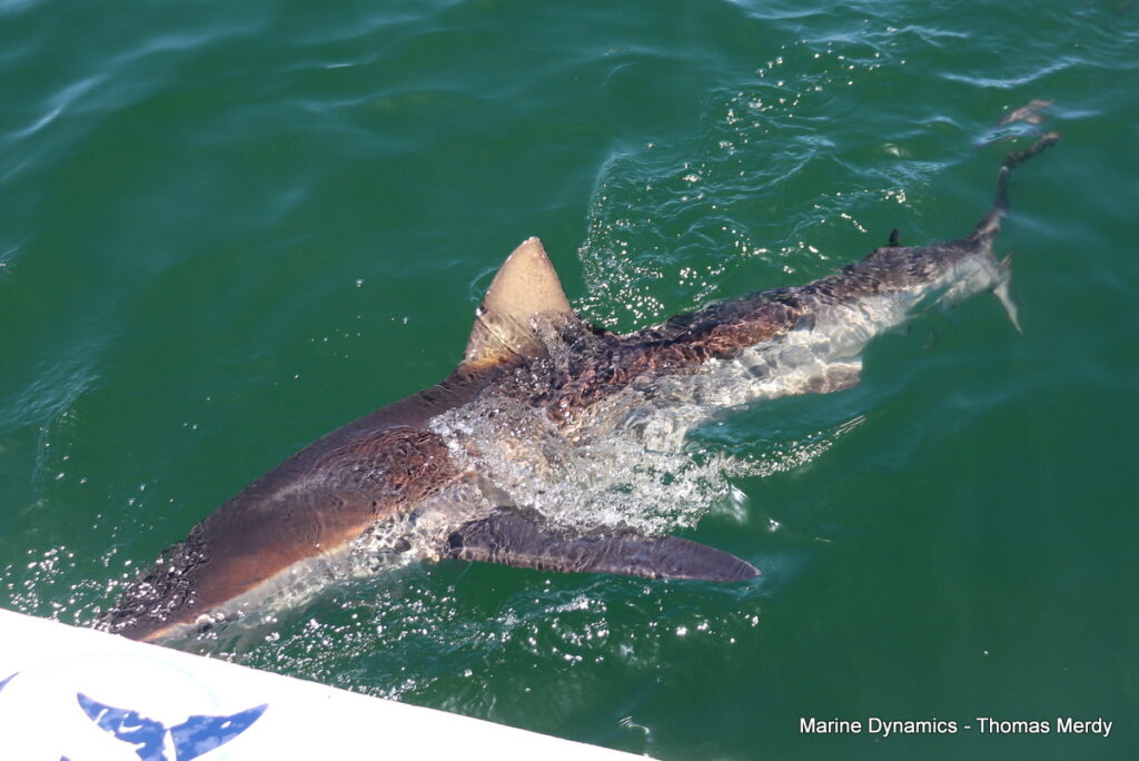 Shark cage diving, South Africa, Gansbaai