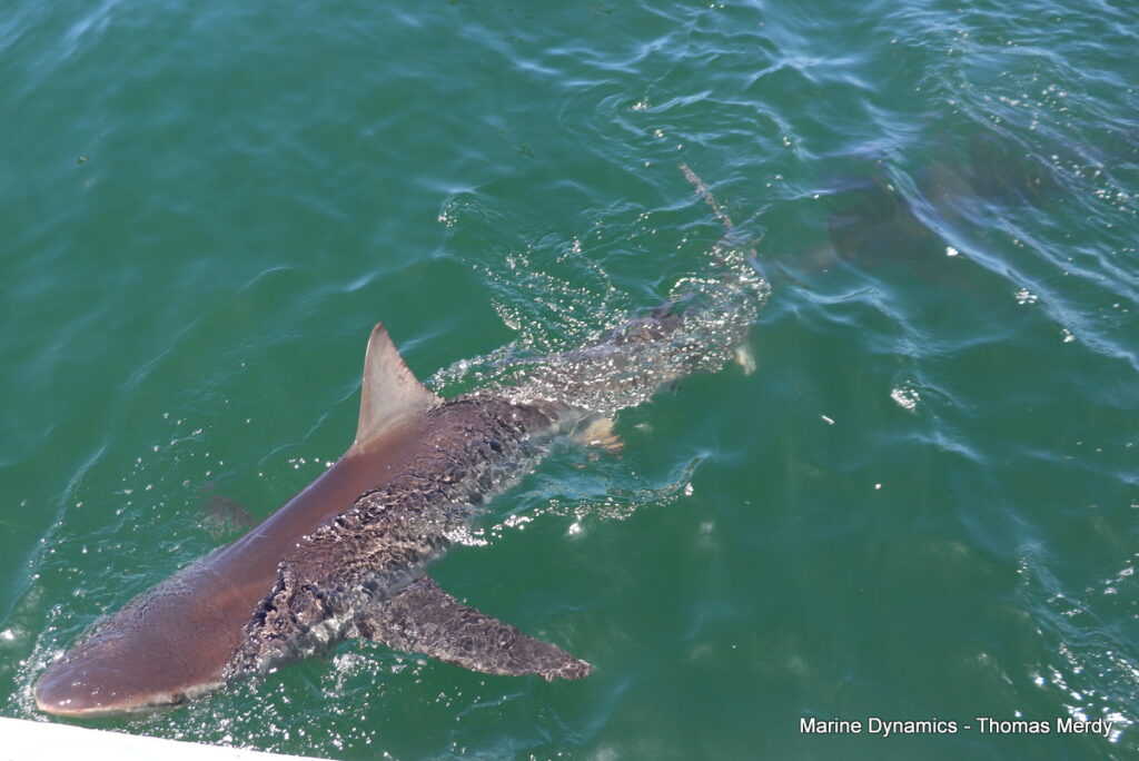 Shark cage diving, South Africa, Gansbaai