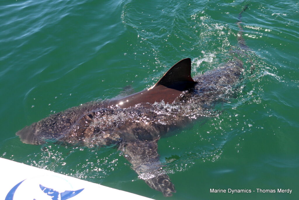 Shark cage diving, South Africa, Gansbaai