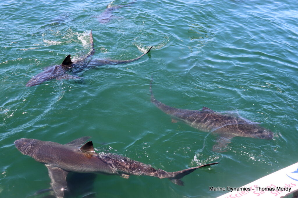Shark cage diving, South Africa, Gansbaai